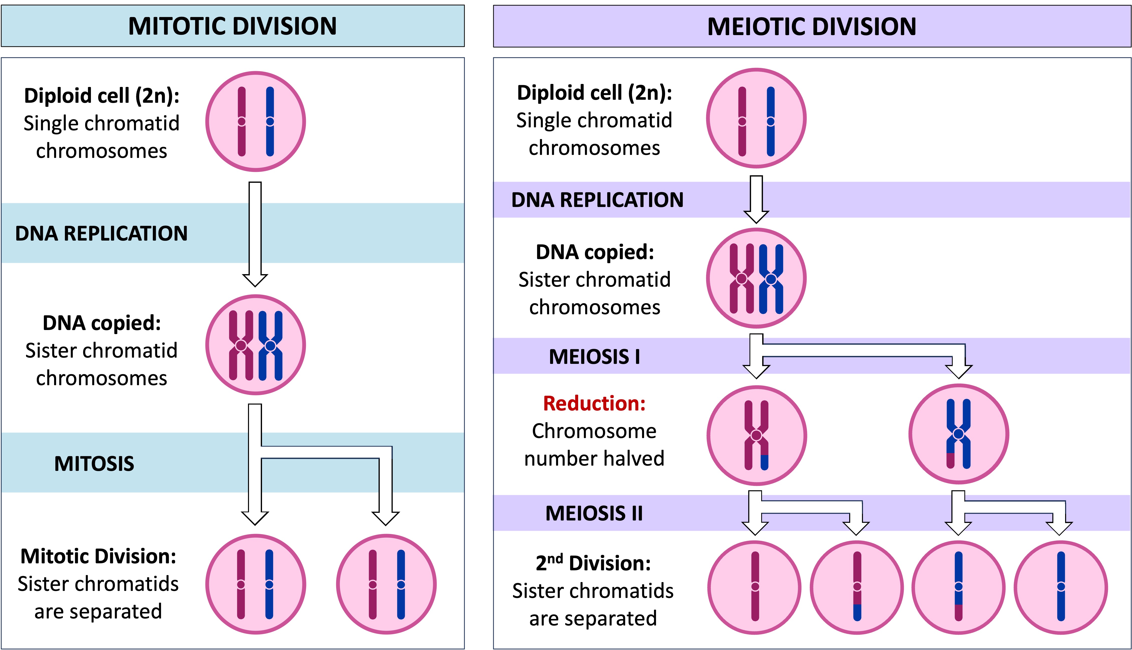 Mitosis Vs Meiosis Mitosis Vs Meiosis